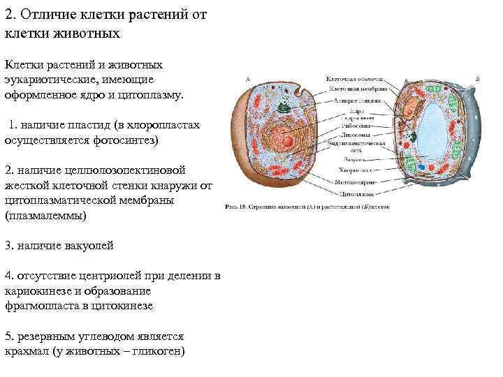 2. Отличие клетки растений от клетки животных Клетки растений и животных эукариотические, имеющие оформленное