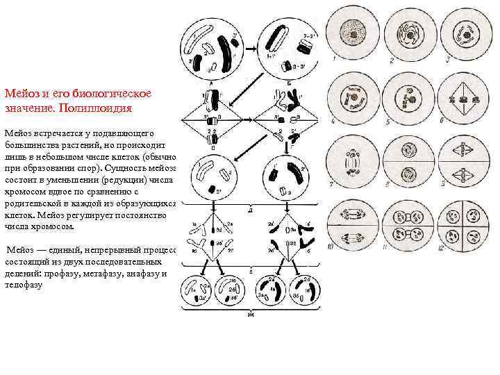 Мейоз и его биологическое значение. Полиплоидия Мейоз встречается у подавляющего большинства растений, но происходит