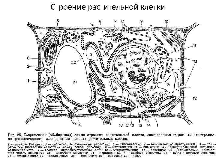 Строение растительной клетки 