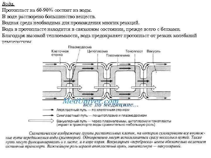 Вода. Протопласт на 60 -90% состоит из воды. В воде растворено большинство веществ. Водная