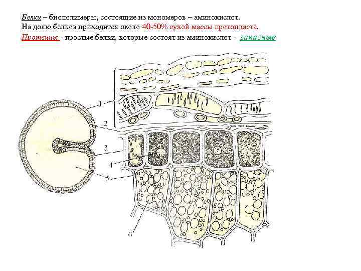 Белки – биополимеры, состоящие из мономеров – аминокислот. На долю белков приходится около 40