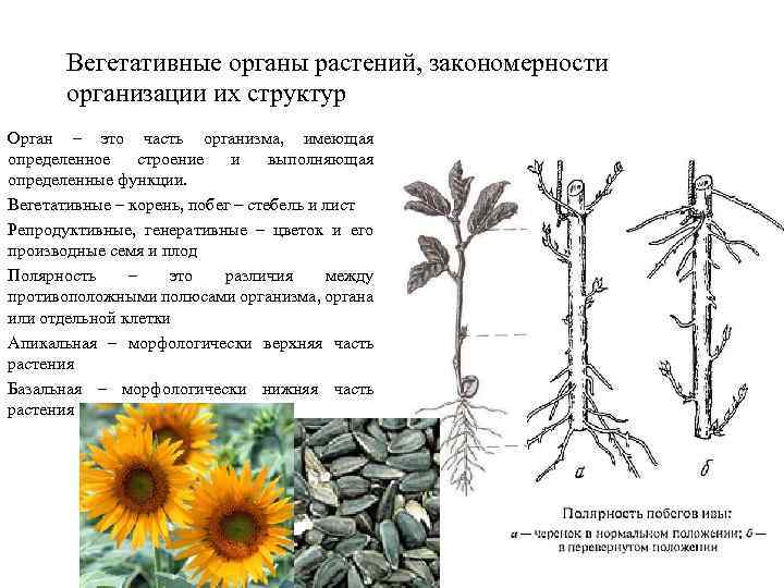 Вегетативные органы растений, закономерности организации их структур Орган – это часть организма, имеющая определенное