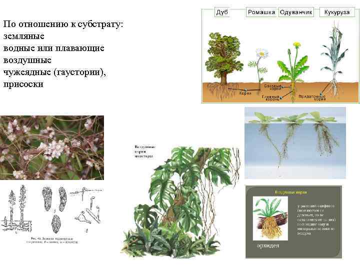 По отношению к субстрату: земляные водные или плавающие воздушные чужеядные (гаустории), присоски 