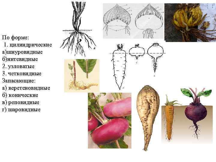 Какой орган растения изображен на рисунке. Реповидная корневая система. Запасающие органы растений. Веретеновидные. Запасающий орган.