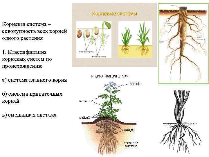 Корневая система – совокупность всех корней одного растения 1. Классификация корневых систем по происхождению