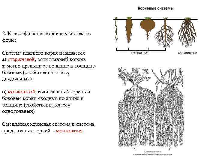 2. Классификация корневых систем по форме Система главного корня называется а) стержневой, если главный