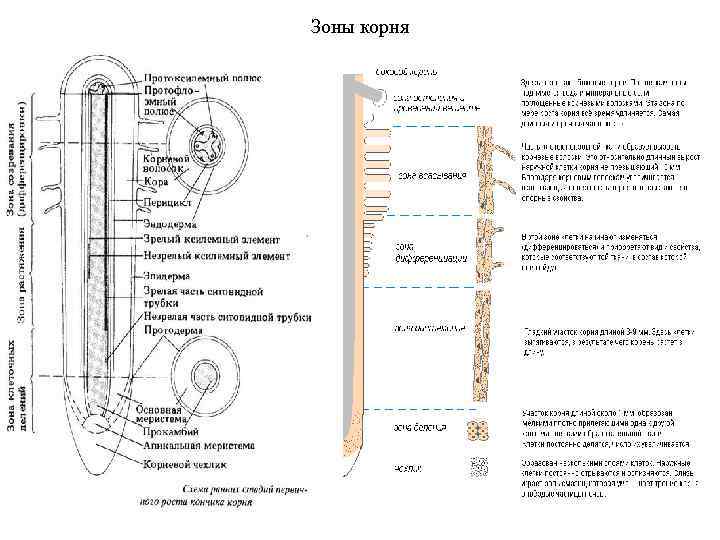 Зоны корня 