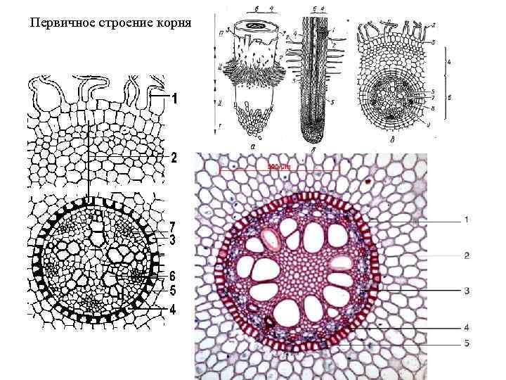 Первичное строение корня 