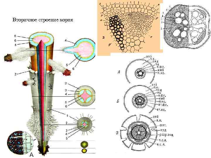 Вторичное строение корня 