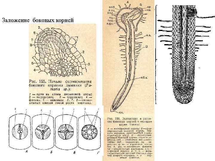 Заложение боковых корней 