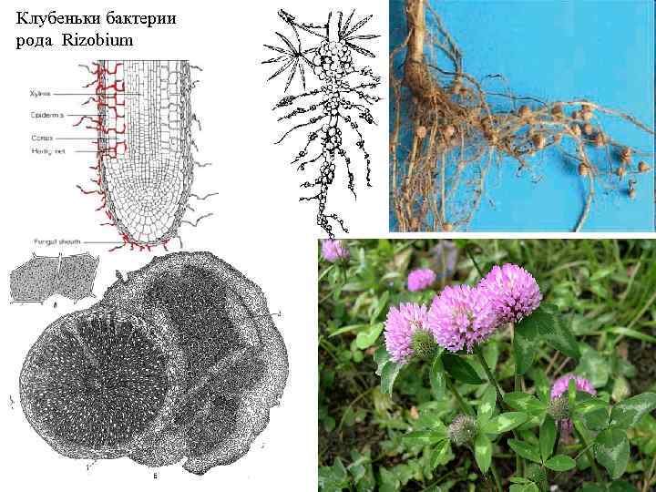 Клубеньки бактерии рода Rizobium 