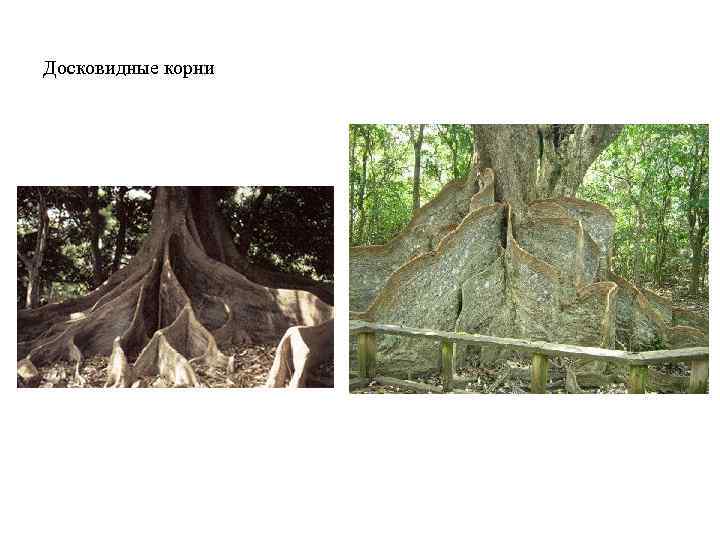 Досковидные корни 