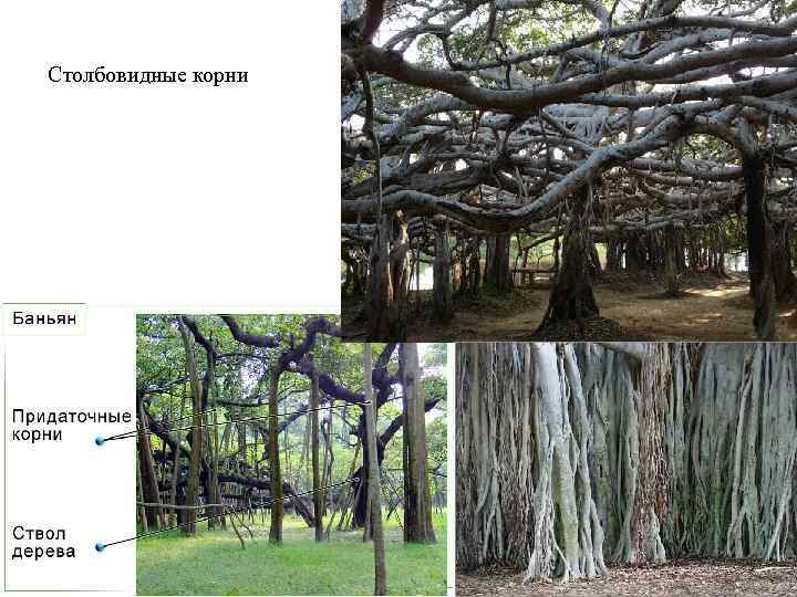 Столбовидные корни 