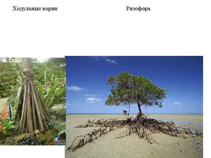 Ходульные корни Ризофора 