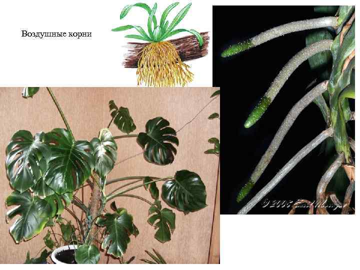 Воздушные корни 