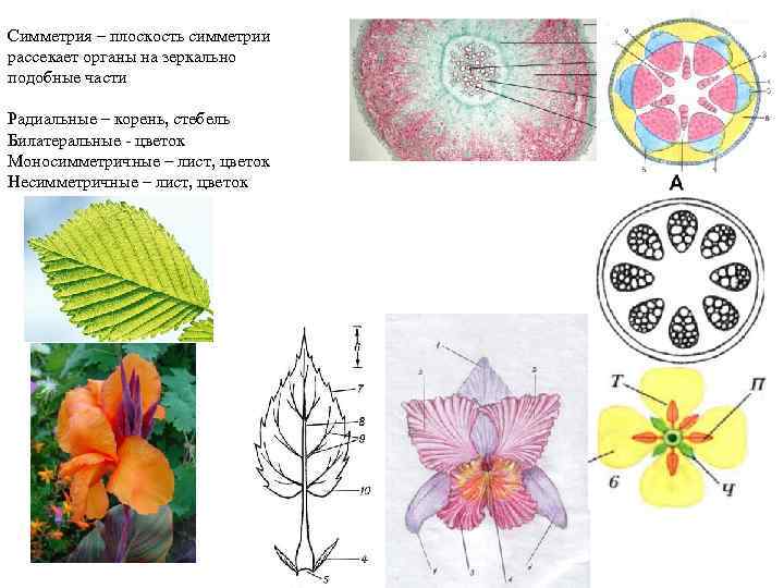 Симметрия – плоскость симметрии рассекает органы на зеркально подобные части Радиальные – корень, стебель