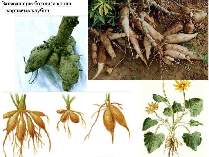 Запасающие боковые корни – корневые клубни 