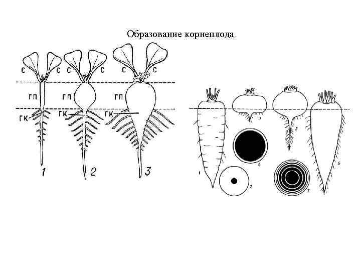 Образование корнеплода 