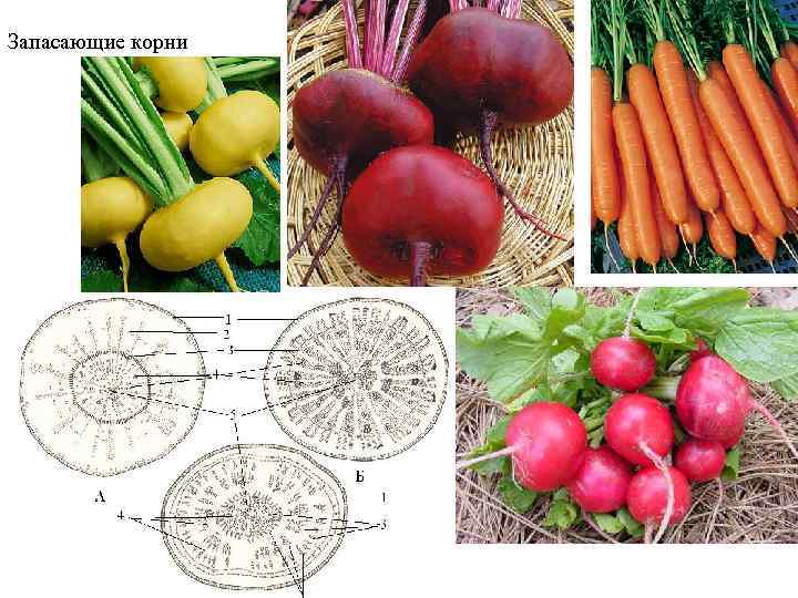 Запасающие корни 