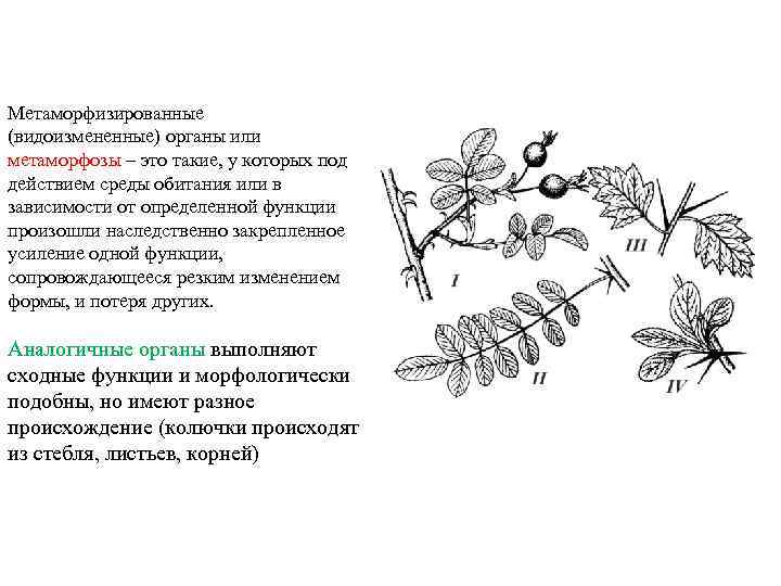 Метаморфизированные (видоизмененные) органы или метаморфозы – это такие, у которых под действием среды обитания
