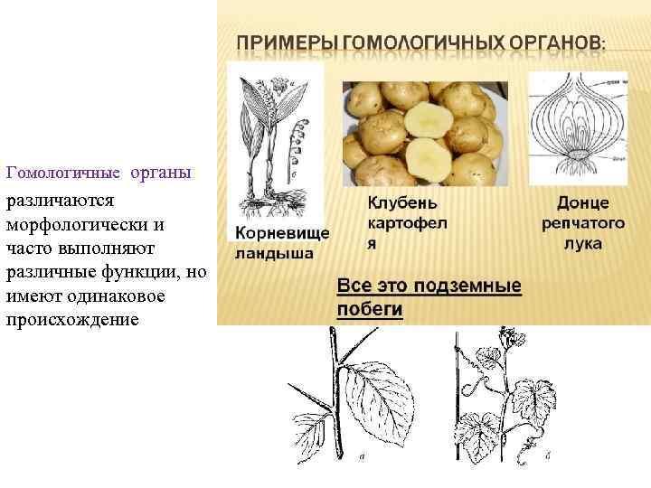 Гомологичные органы различаются морфологически и часто выполняют различные функции, но имеют одинаковое происхождение 