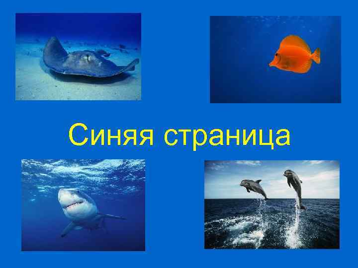Синяя страница 