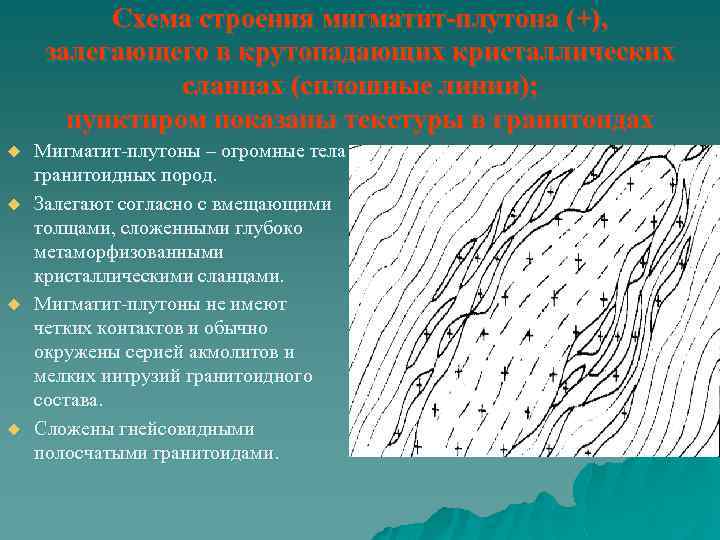 Схема строения мигматит-плутона (+), залегающего в крутопадающих кристаллических сланцах (сплошные линии); пунктиром показаны текстуры