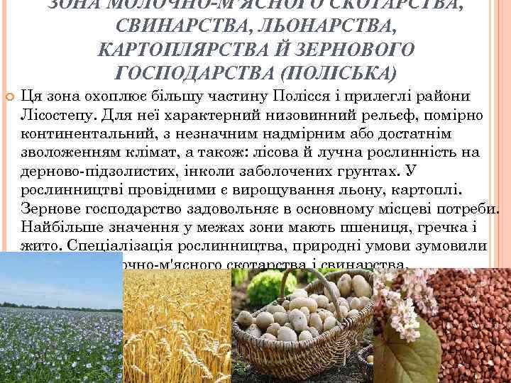 ЗОНА МОЛОЧНО-М'ЯСНОГО СКОТАРСТВА, СВИНАРСТВА, ЛЬОНАРСТВА, КАРТОПЛЯРСТВА Й ЗЕРНОВОГО ГОСПОДАРСТВА (ПОЛІСЬКА) Ця зона охоплює більшу