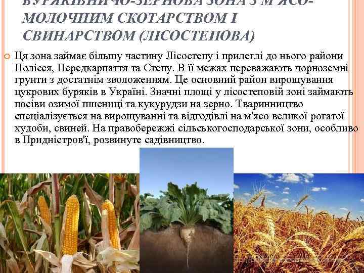 БУРЯКІВНИЧО-ЗЕРНОВА ЗОНА З М'ЯСОМОЛОЧНИМ СКОТАРСТВОМ І СВИНАРСТВОМ (ЛІСОСТЕПОВА) Ця зона займає більшу частину Лісостепу