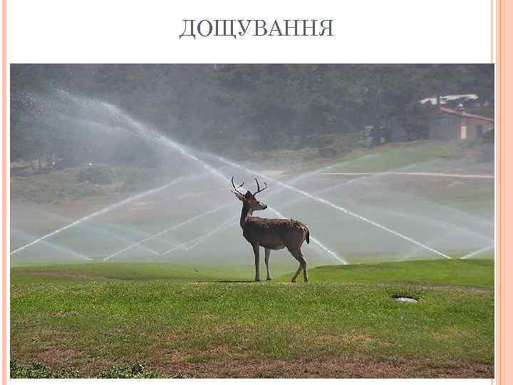 ДОЩУВАННЯ 