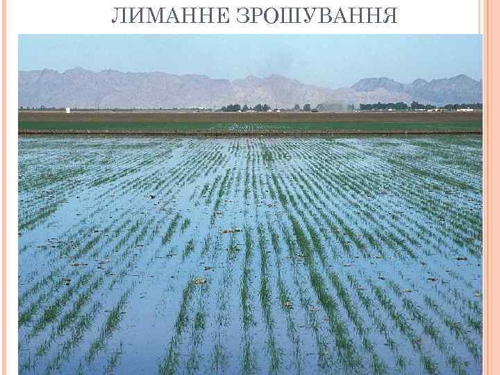 ЛИМАННЕ ЗРОШУВАННЯ 
