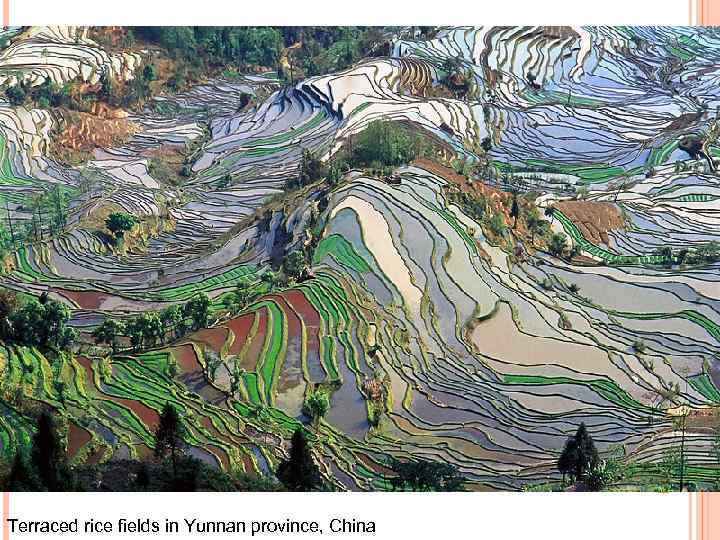 Terraced rice fields in Yunnan province, China 