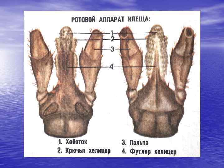 Ротовой аппарат таежного клеща рисунок