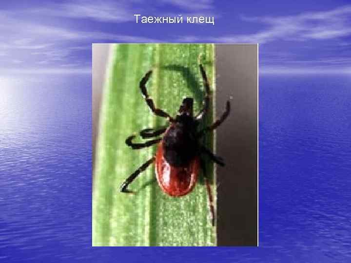 Таежный клещ 