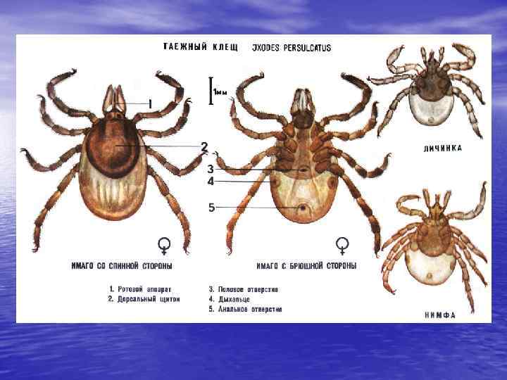 Какой цифрой обозначена на рисунке неполовозрелая стадия таежного клеща