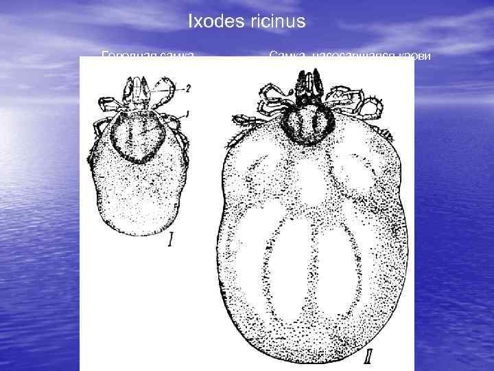 Ixodes ricinus Голодная самка Самка, насосавшаяся крови 