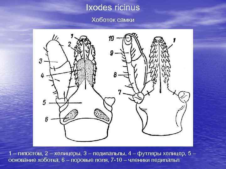 Ixodes ricinus Хоботок самки 1 – гипостом, 2 – хелицеры, 3 – педипальпы, 4