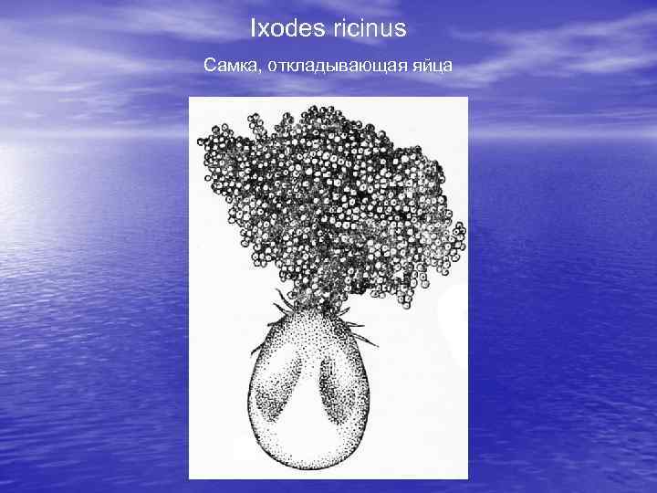 Ixodes ricinus Самка, откладывающая яйца 