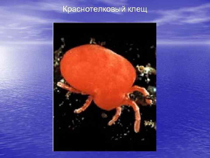 Краснотелковый клещ 
