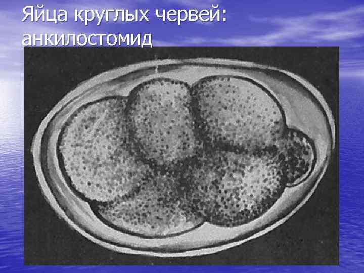 Яйца круглых червей: анкилостомид 