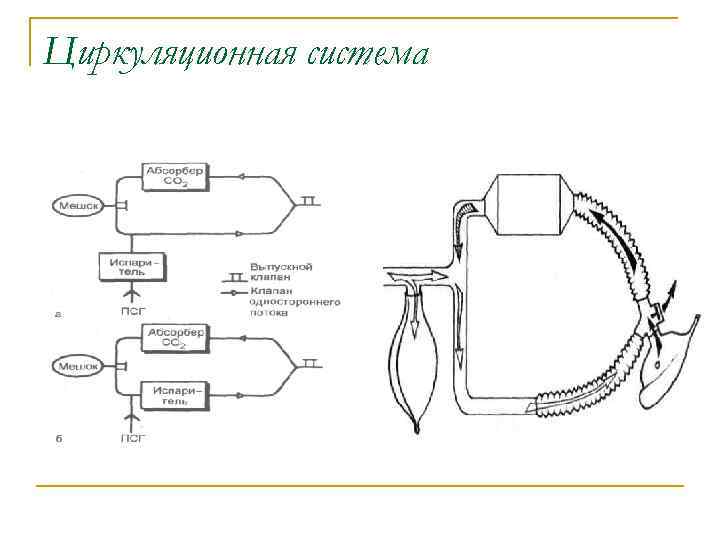 Циркуляционная система 