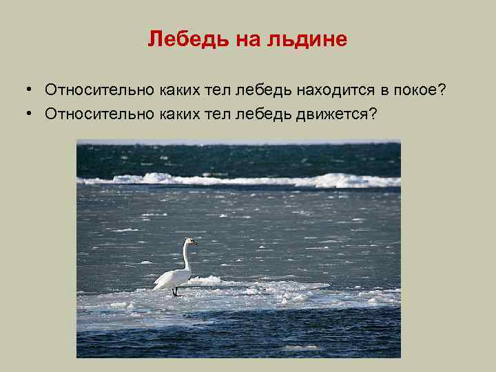 Лебедь на льдине • Относительно каких тел лебедь находится в покое? • Относительно каких