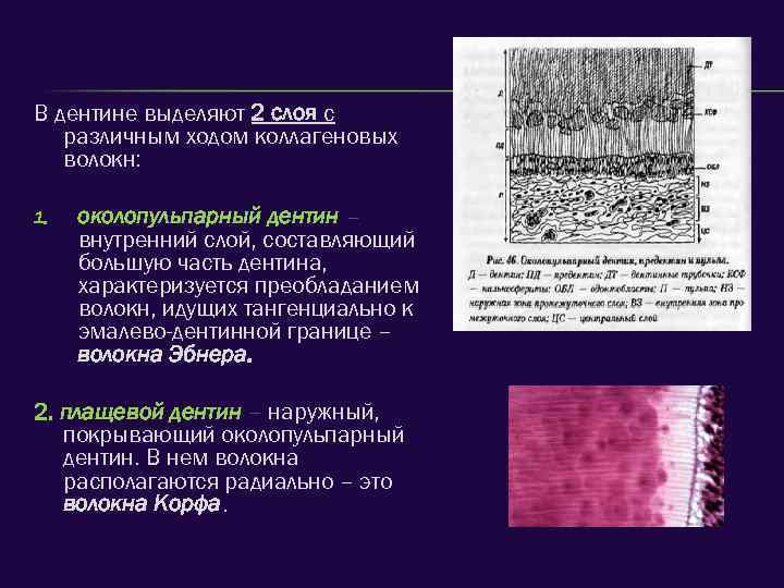 Различные ходы. Околопульпарный и плащевой дентин гистология. Дентин строение волокна Корфа. Околопульпарный дентин функция. Плащевой (наружный) дентин.