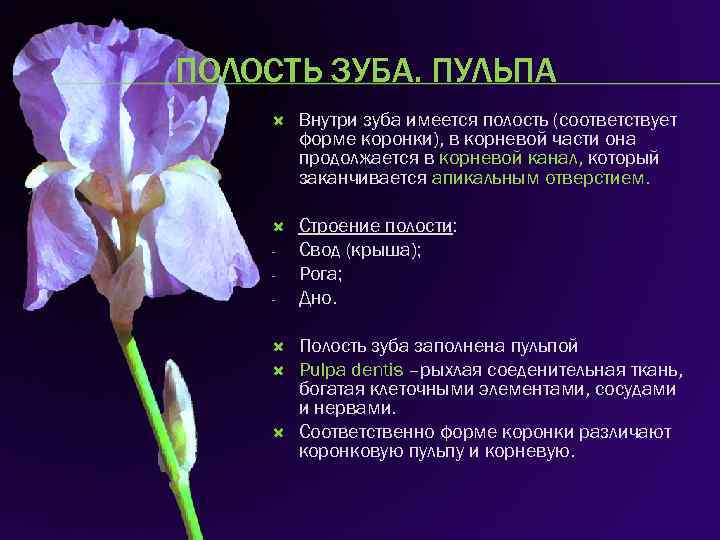 ПОЛОСТЬ ЗУБА. ПУЛЬПА Внутри зуба имеется полость (соответствует форме коронки), в корневой части она