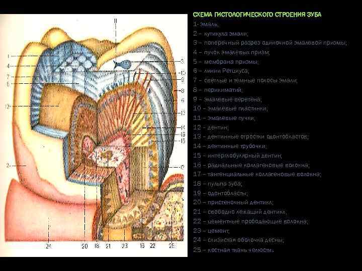 СХЕМА ГИСТОЛОГИЧЕСКОГО СТРОЕНИЯ ЗУБА 1 - эмаль; 2 – кутикула эмали; 3 – поперечный