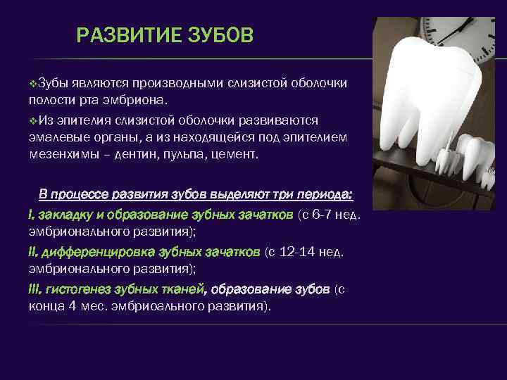 РАЗВИТИЕ ЗУБОВ v. Зубы являются производными слизистой оболочки полости рта эмбриона. v. Из эпителия