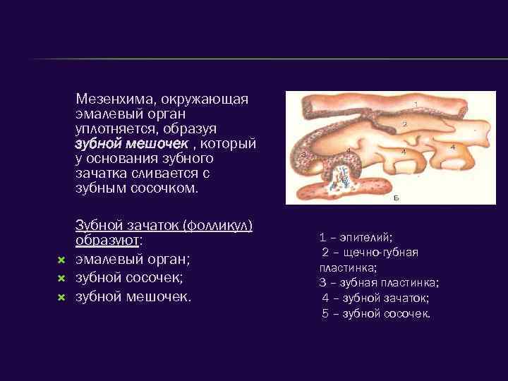 Мезенхима, окружающая эмалевый орган уплотняется, образуя зубной мешочек , который у основания зубного зачатка