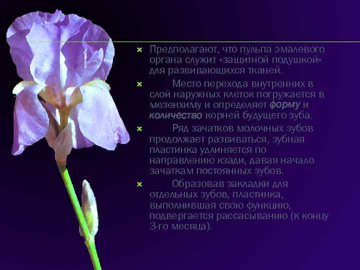  Предполагают, что пульпа эмалевого органа служит «защитной подушкой» для развивающихся тканей. Место перехода