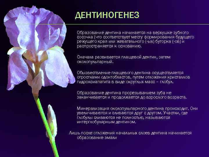 ДЕНТИНОГЕНЕЗ Образование дентина начинается на верхушке зубного сосочка (что соответствует месту формирования будущего режущего