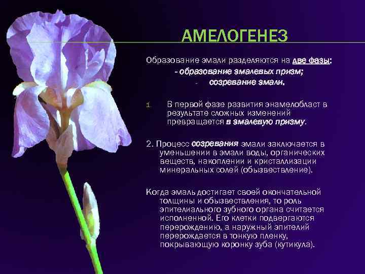 АМЕЛОГЕНЕЗ Образование эмали разделяются на две фазы: - образование эмалевых призм; созревание эмали. 1.
